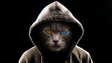 Download Manipulation Heterochromia Hood Hoodie Funny Cat 4k Ultra Hd