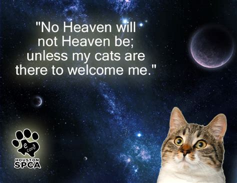 I Hope My Cat Meets Me In Heaven Pinned From Pinto For Ipad Pet Loss