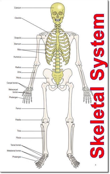 Learning to see and draw energy. The Skeletal System Parts and Functions - Human Body Bone ...