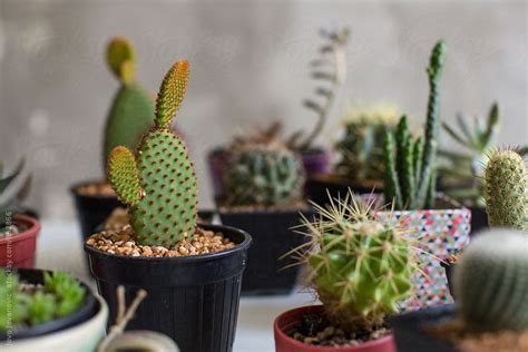 Closeup Of A Mini Indoors Garden Of Cacti And Other Succulents In