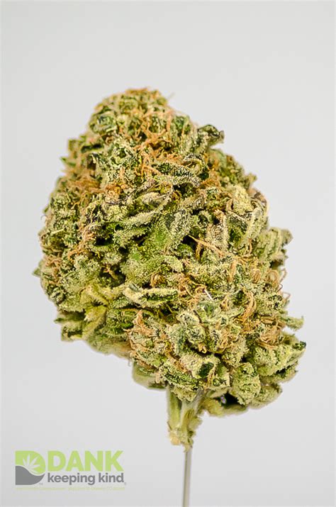 This plant is as smooth as they come, truly defining what it means to be strong indica, and earning its fan base by being consistently easy to cultivate, and offering a generous yield to boot. Critical Mass Indica Strain at DANK Dispensary in Denver ...