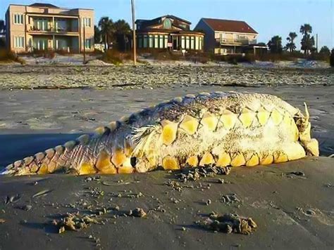 Video Strange Sea Creatures Discovered After Tsunamis Evonews