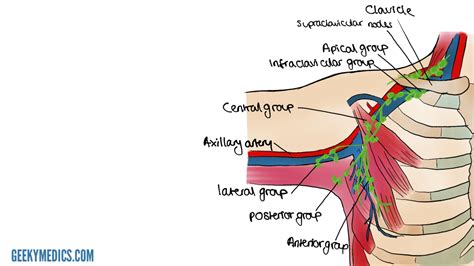 Axillary Lymph Nodes Anatomy Anatomy Diagram Book