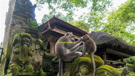 Monkey Forest Ubud Bali Things Need To Know Before Visiting