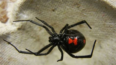 Black Widows Hourglass Markings Deter Potential Predators Mental Floss