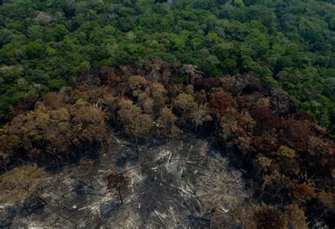 Infectious Tree Diseases Among Major Causes Of Tree Mortality In Forests Urban Areas Nature