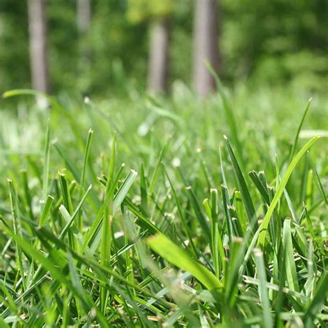 Explore Premium Zoysia Grass Varieties In Sunnyvale Tx