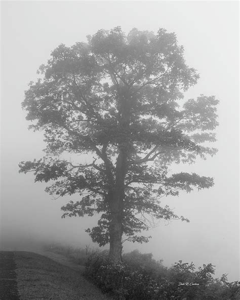 Fog Silhouette Photograph By Dale R Carlson Fine Art America