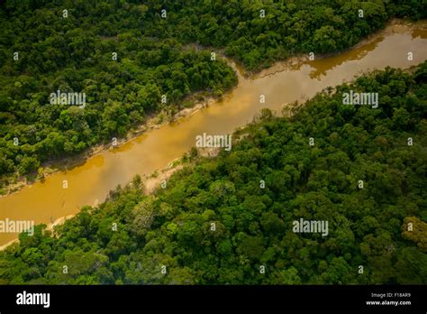 amazon rainforest aerial primary forest yavari miri river between iquitos peru and brazilian