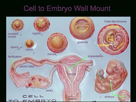 Get 39 Ovary And Uterus Model Labeled