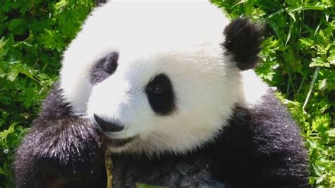 Watch Closeup Of A Super Cute Baby Panda Youtube