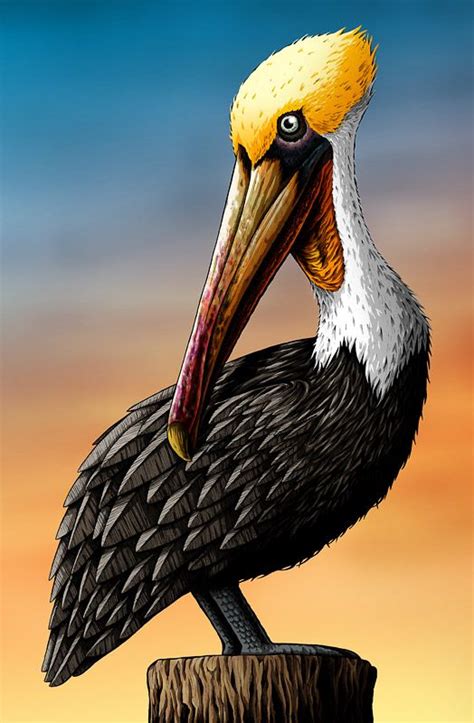 Pelican Art Print By Nicholas Ivins Bird Art Pelican Art Bird Art