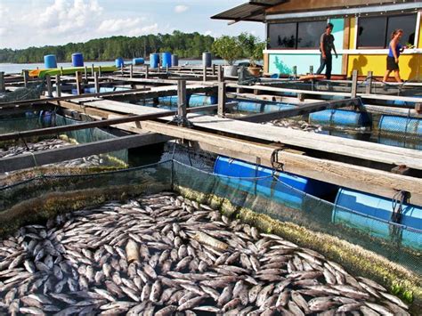 Fish Farming In India As Agri And Aqua Uses The Latest Technology In