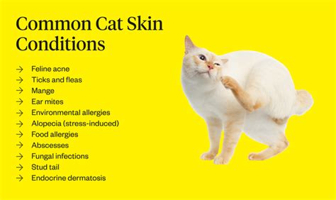 Cat Dermatitis Symptoms Causes Treatments Vlrengbr