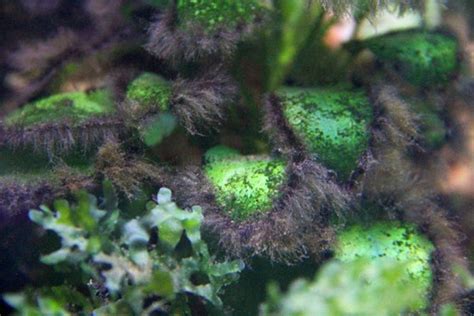How To Get Rid Of Black Beard Algae In The Fish Tank — Buce Plant