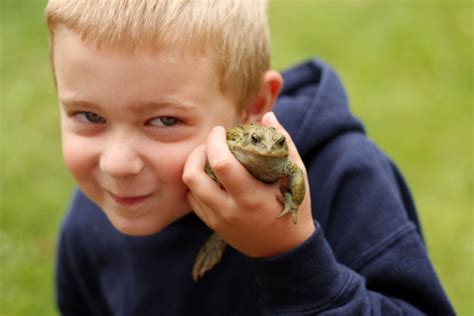Boy Holding A Frog Stock Photo Download Image Now Frog Boys Child