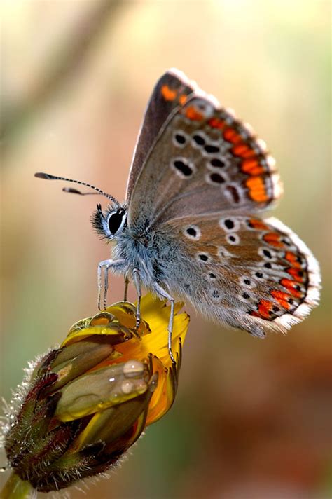 Color Feast The Greatest Butterfly Photo Collection Part 1 Amo Images Amo Images