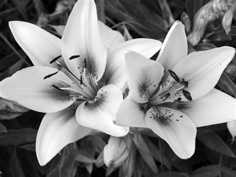 Free Photos Black And White Black And White Flowers Cool Graphic