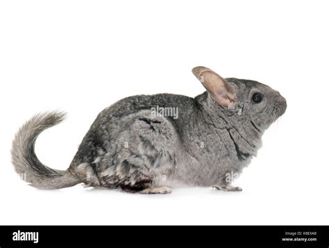 Adult Chinchilla In Front Of White Background Stock Photo Alamy