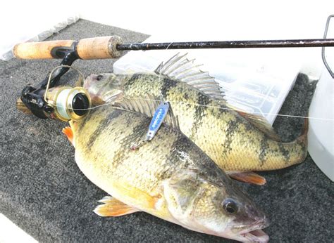 Yellow perch can be easy to catch, but tactics change when fishing ...