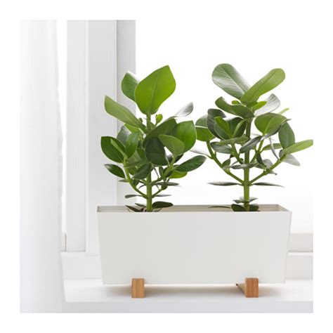 Dopo la fioritura estiva, le piante possono essere spostate facilmente e conservate all'interno durante l'inverno. Fioriere IKEA