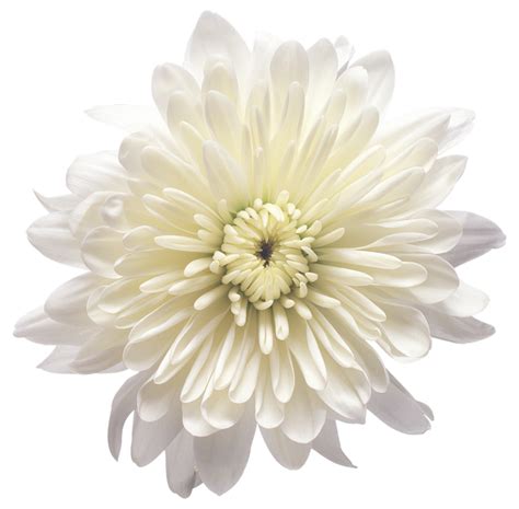 Flower White Balloon - White Chrysanthemum Flower Transparent PNG Clip ...