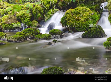 Forest Brook Mountain Stream Between Mossy Rocks Stock Photo Alamy