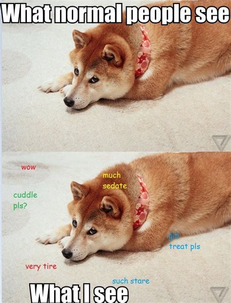 51 Best Doge Images On Pinterest Doge Dog And Doggies