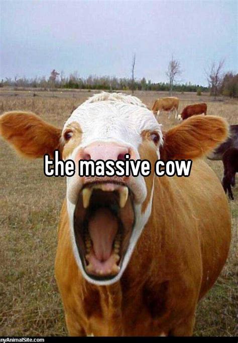The Massive Cow