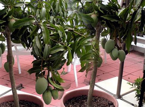My longest wait was around an hour. How to grow Mango tree | Mango plant, Potted trees, Home ...