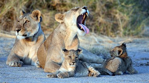 Lion Population - Ewaso Lions