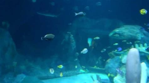 Sea Life Aquarium Crown Center Kansas City Missouri Youtube