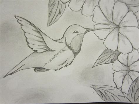Simple Easy Nature Pencil Drawing Birds A Demonstration For Beginners