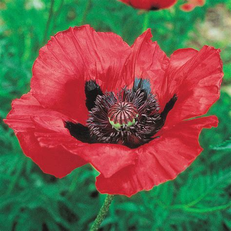 Beauty Of Livermere Oriental Poppy Brecks Premium Bulbs