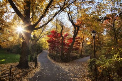 Two Paths Diverged Nature Wallpaper Autumn Landscape Nature