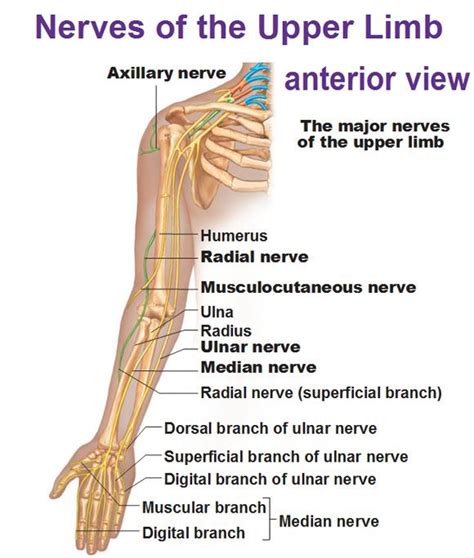 Peripheral Nervous System Spinal Nerves And Plexuses Nerve Anatomy