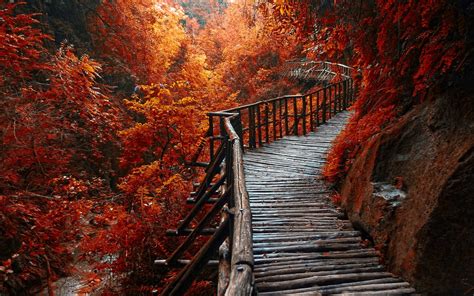 Nature Landscape River Forest Fall Walkway Path