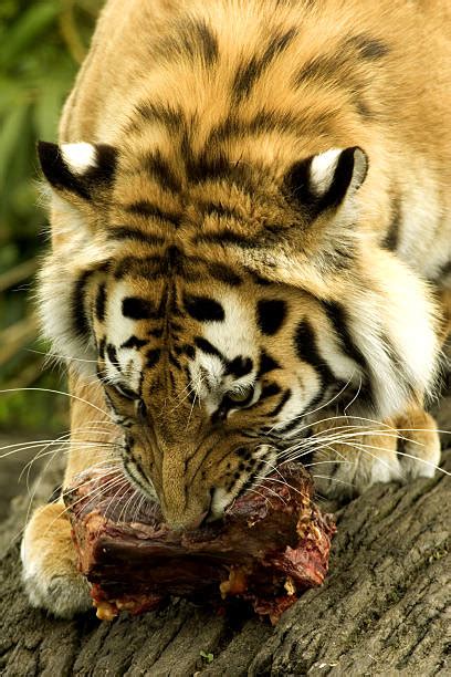 Tiger Eating Meat Food Stock Photos Pictures And Royalty Free Images