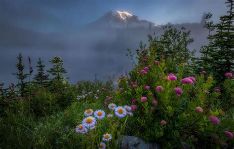 Wallpaper Flowers Mountains Fog Images For Desktop Section природа