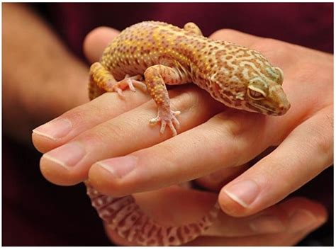 5 Of The Exotic Pets That You Currently Do Not Know Mega Mascotas