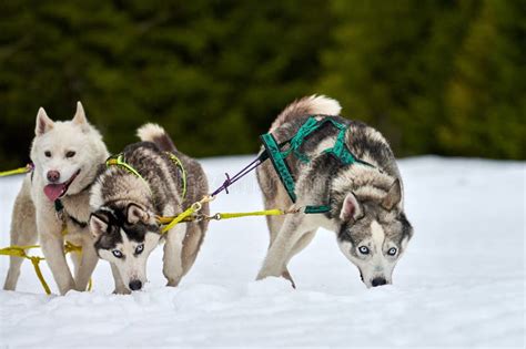 Running Husky Dog On Sled Dog Racing Stock Photo Image Of Skier