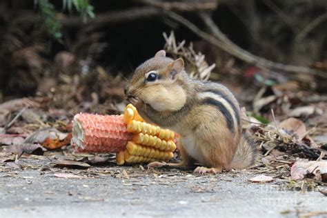 A Delicious Treat Chipmunk Eating Corn Photograph By Scott D Van Osdol