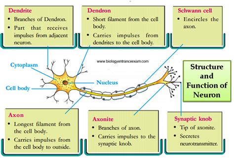 Biology Entrance Exam Structure And Function Of Neuron Basic Anatomy And Physiology Biology