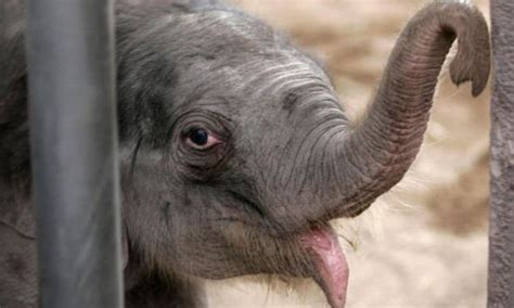 Elephants Really Do Console Each Other And Putting Their Tongue Is