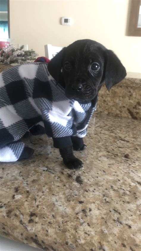 Sadie's super 7 baby boys are 5 weeks old today! Reign...5 week old lab mix (runt of the litter weighing under 3lbs) that arrived 1/5/19 | Puppy ...
