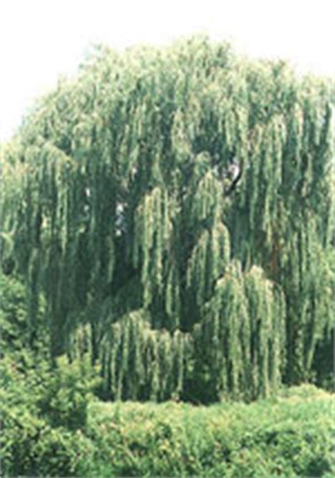 Photo of willow tree, new south wales (ison123, may 2021). Willow Tree: Pictures, Images, Photos of Willows