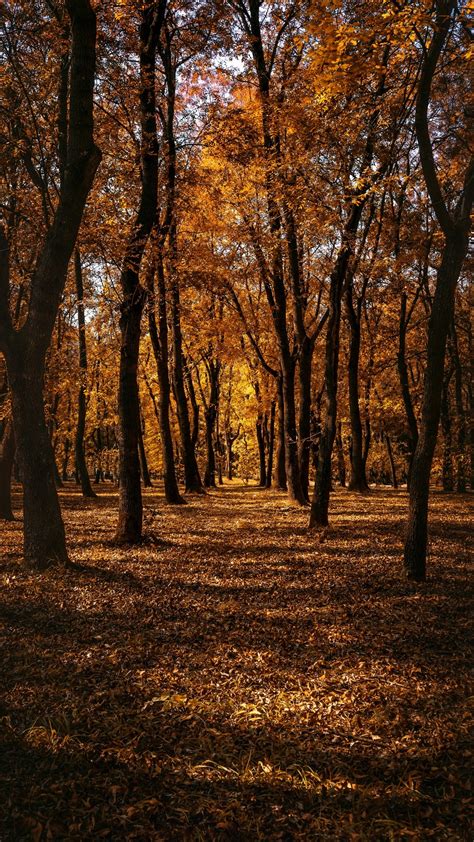 Autumn Forest Trees Wallpaper 1080x1920