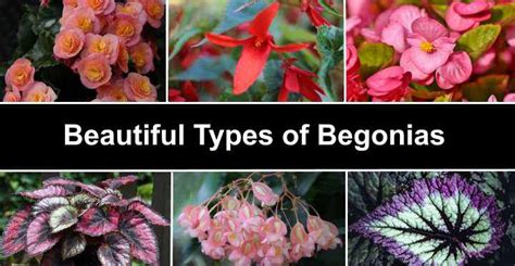 20 Types Of Begonias Flowers Leaves Pictures And Care Guide