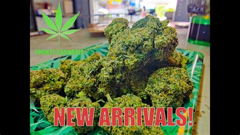 New Weed Arrived At Phuket Cannabis Dispensary Patong Youtube