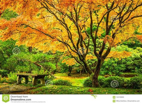 Japanese Maple Tree With Golden Fall Foliage Stock Image